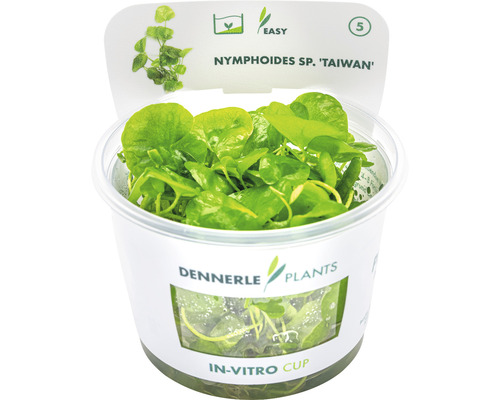 Dennerle Plants In-vitro Cup s vodnou rastlinou Nymphoides sp. ''Taiwan''