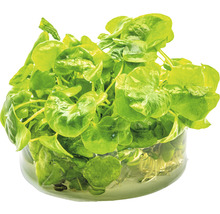 Žerucha v pohári vody