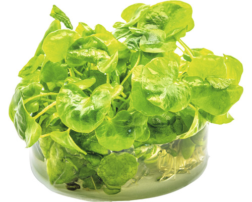 Žerucha v pohári vody