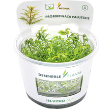 Proserpinaca palustris vodná rastlina v in vitro poháriku