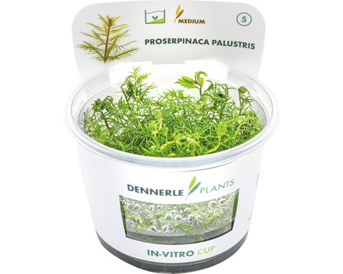 Proserpinaca palustris vodná rastlina v in vitro poháriku