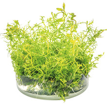 Kvetináč s jarným machom