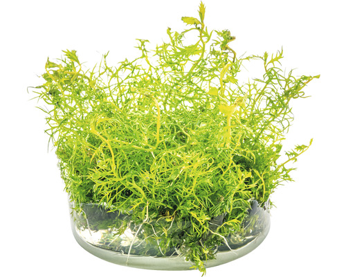 Kvetináč s jarným machom