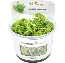 Didiplis diandra vodná rastlina v in vitro pohári