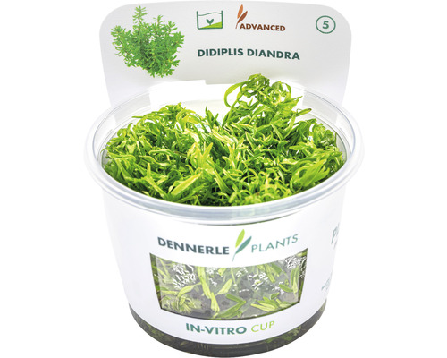 Didiplis diandra vodná rastlina v in vitro pohári