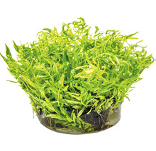 Akvarijná rastlina v kvetináči