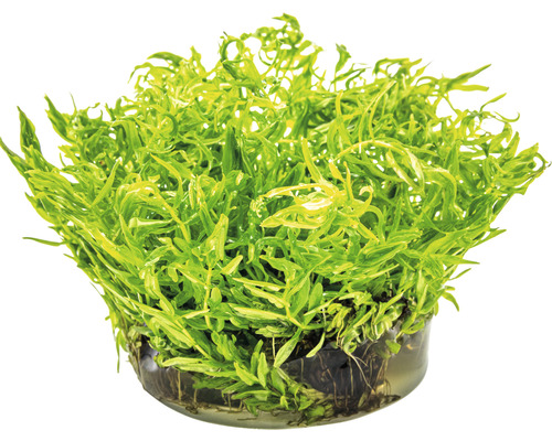 Akvarijná rastlina v kvetináči