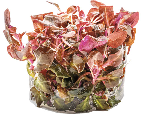 Ludwigia repens ''Rubin'' v kvetináči pre akváriá