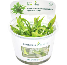 Cryptocoryne wendtii ''Broad Leaf'' v in vitro pohári pre akváriá