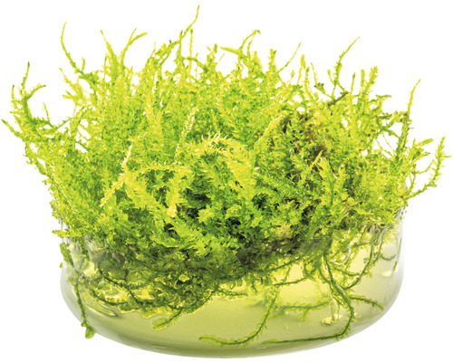 Akvarijný mach v nádobe