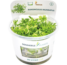 Dennerle Plants Ranunculus inundatus v in-vitro pohári, vodná rastlina do akvárií
