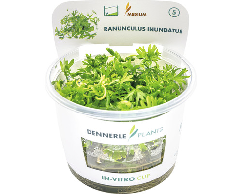 Dennerle Plants Ranunculus inundatus v in-vitro pohári, vodná rastlina do akvárií