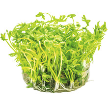 Vodná rastlina so zelenými listami a koreňmi