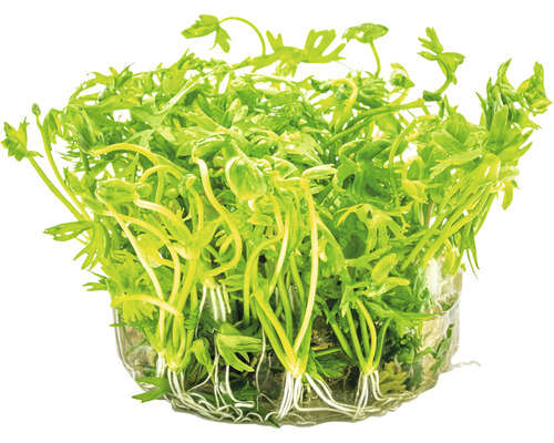 Vodná rastlina so zelenými listami a koreňmi