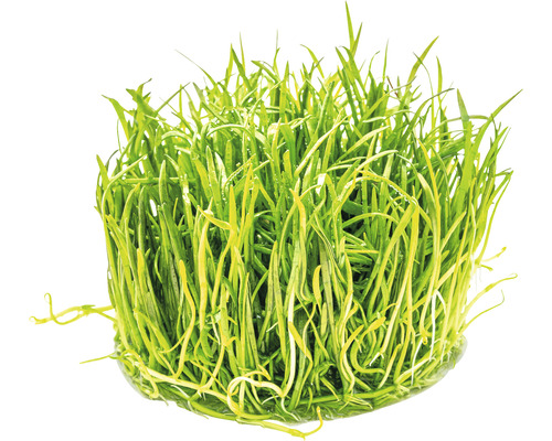 Trs zelenej akvarijnej rastliny