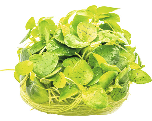 Akvarijná rastlina na živnom substráte