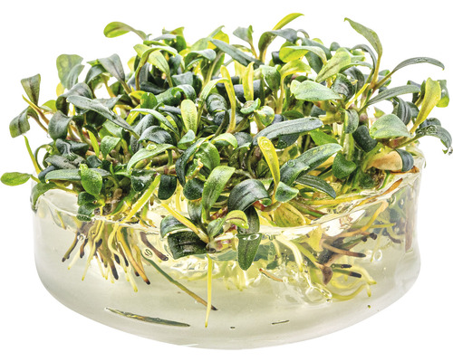 Bucephalandra vodný kalich v kvetináči