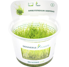 Mach Amblystegium Serpens v in-vitro pohári