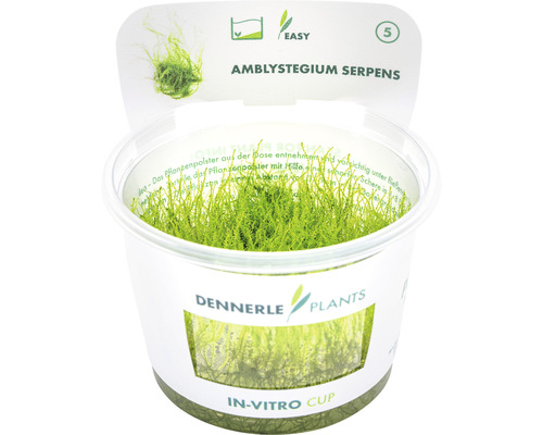 Mach Amblystegium Serpens v in-vitro pohári