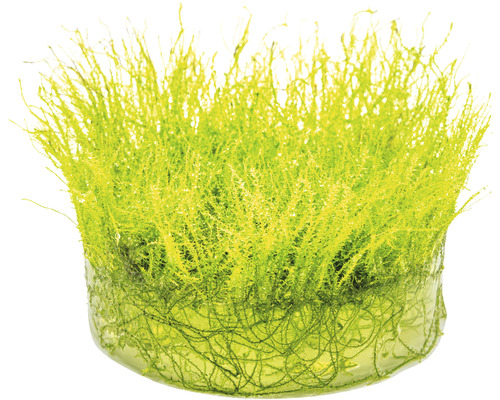 Akvarijný mach v kvetináči