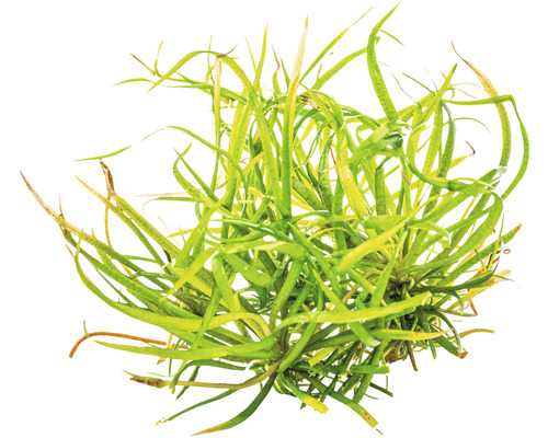 Akvarijná rastlina s dlhými, zelenými listami