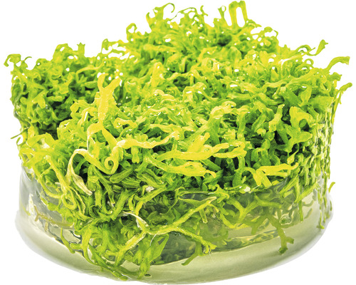 Akvarijná rastlina v nádobe