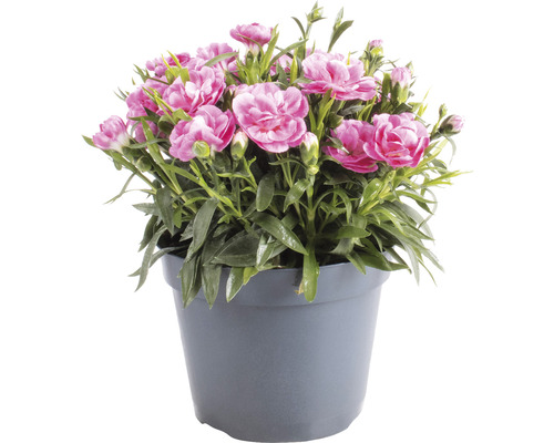 Klinček FloraSelf Dianthus 'Macy' Ø kvetináče 15 cm