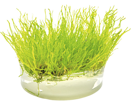 Akvarijný mach v sklenenej nádobe