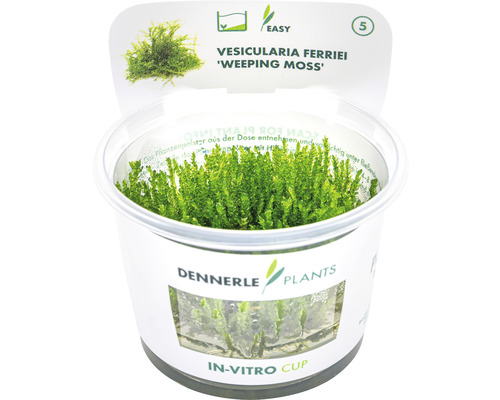 Vesicularia Ferriei ''Weeping Moss'' v in vitro pohári od Dennerle Plants