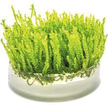 Selaginella v sklenenej miske