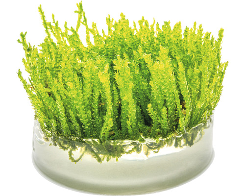 Selaginella v sklenenej miske