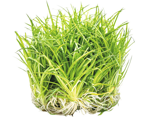 Akvarijná rastlina tráva