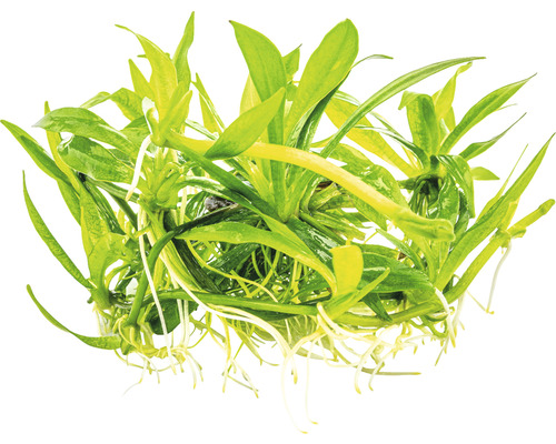 Akvarijná rastlina so zelenými listami a bielymi koreňmi.