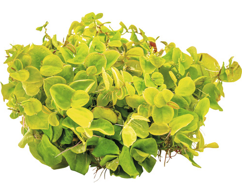 Akvarijná rastlina s okrúhlymi listami