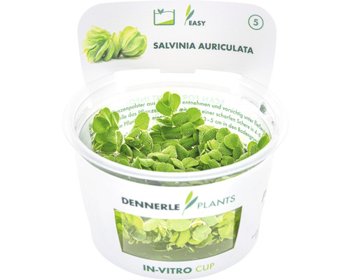 Salvinia auriculata vodná rastlina v in-vitro pohári