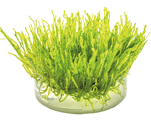 Akvarijný mach v kvetináči