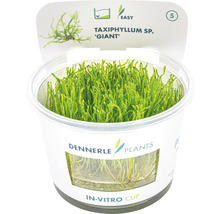 Dennerle Taxiphyllum sp. ''Giant'' akvarijná rastlina v in-vitro kelímku