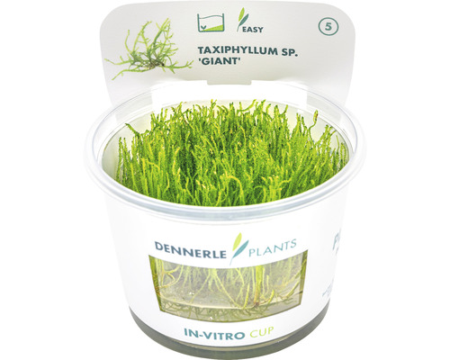 Dennerle Taxiphyllum sp. ''Giant'' akvarijná rastlina v in-vitro kelímku