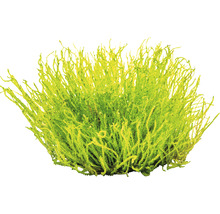 Machový ker pre dekoráciu