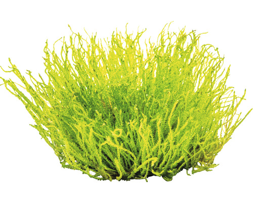 Machový ker pre dekoráciu