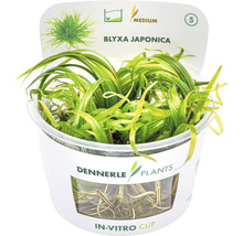 Akvarijná rastlina Blyxa Japonica v in vitro tégliku