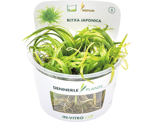 Akvarijná rastlina Blyxa Japonica v in vitro tégliku