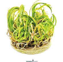 Akvarijná rastlina s dlhými, skrútenými listami a koreňmi