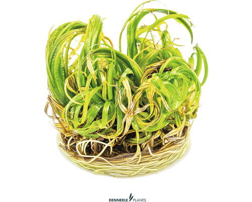 Akvarijná rastlina s dlhými, skrútenými listami a koreňmi