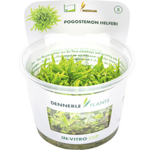 Pogostemon helferi vodná rastlina v in vitro pohári