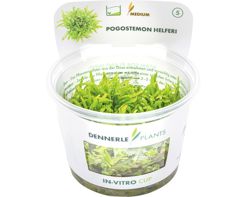 Pogostemon helferi vodná rastlina v in vitro pohári