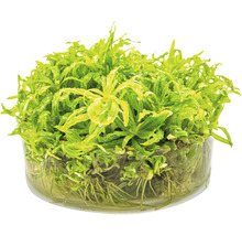 Vodná rastlina v sklenenej nádobe