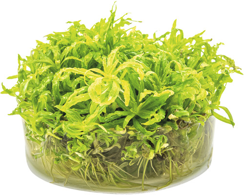 Vodná rastlina v sklenenej nádobe