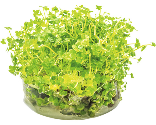 Vodná rastlina v nádobe