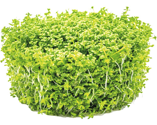 Trs rastliny mokraďky malej do akvária